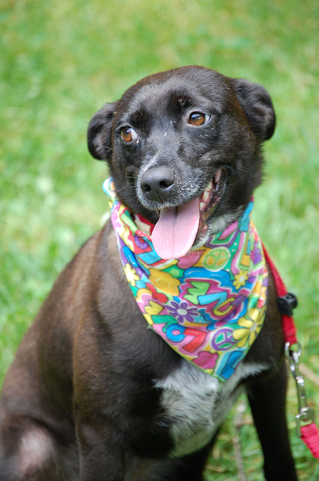 Tri County Tech Holding Pet Adoption Day July 25 Easley SC Patch Tri County Tech Holding Pet Adoption Day July 25 Easley SC Patch