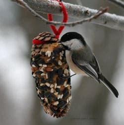 Pinecone Bird Feeder Workshop For Kids Oyster Bay Ny Patch