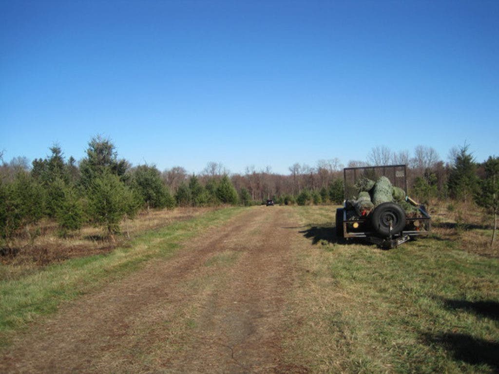 Patch Picks Christmas Tree Farms Greenwich, CT Patch