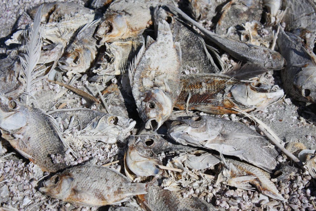 Sulfur Smell Returns to Pass Area | Banning, CA Patch
