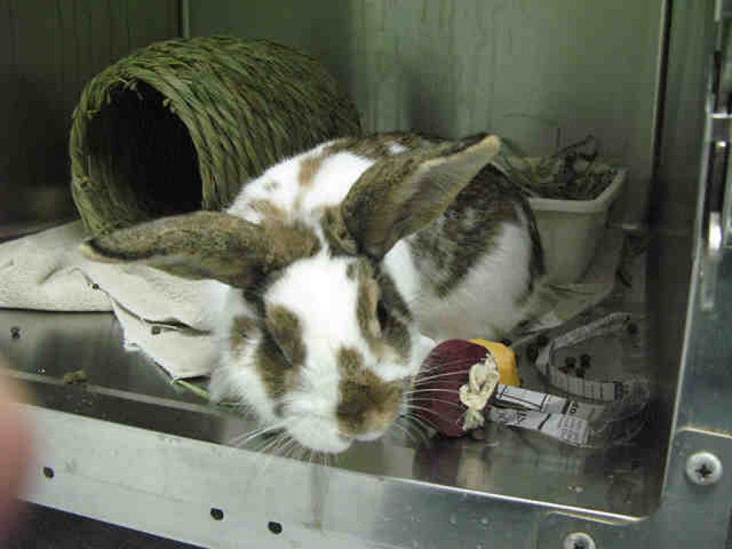 Adoptable Pets at the Pasadena Humane Society & SPCA | Pasadena, CA Patch