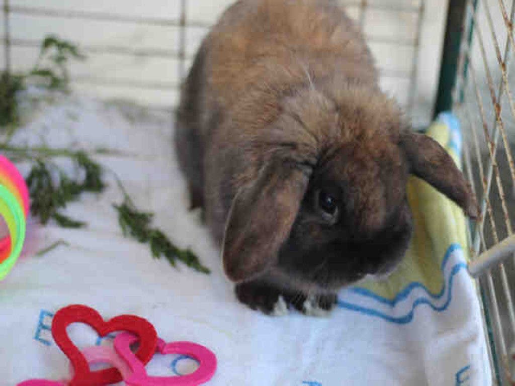 Blog: Adoptable Pets at the Pasadena Humane Society & SPCA | Pasadena ...