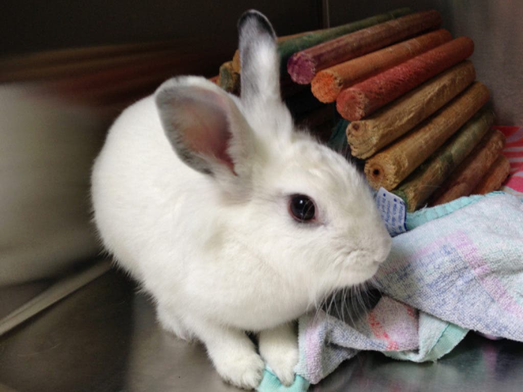 Blog: Adoptable Pets at the Pasadena Humane Society & SPCA | Pasadena ...