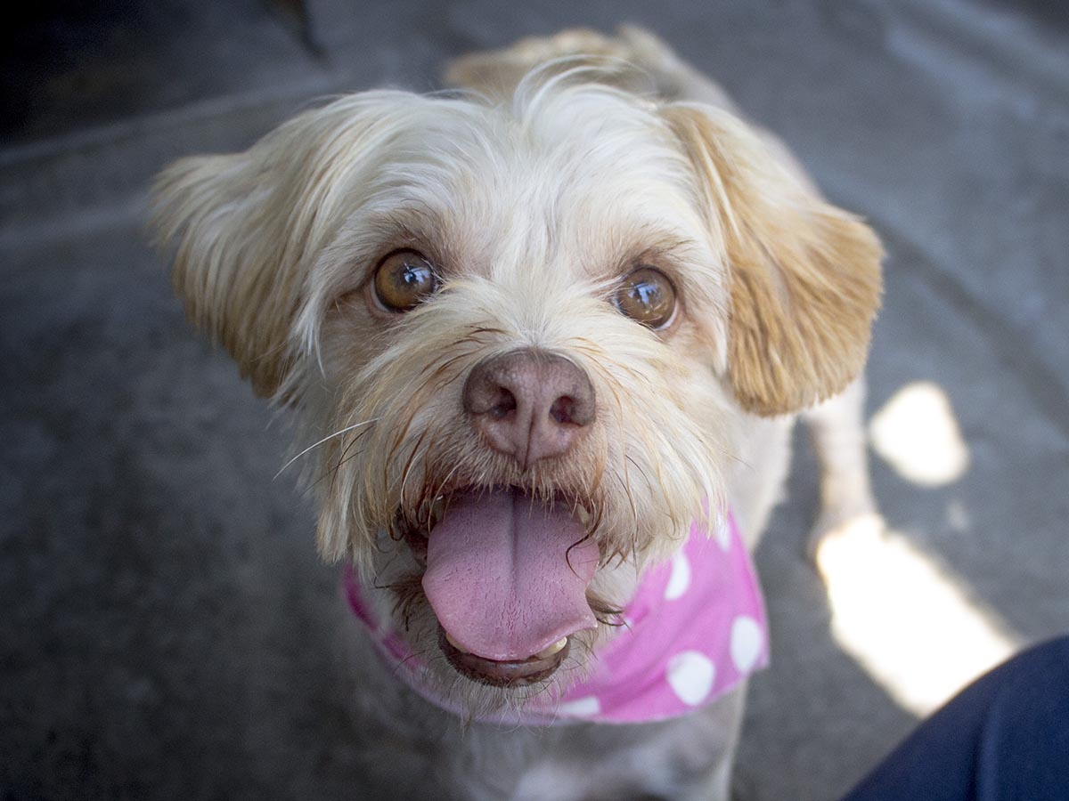 Adoptable Pets at the Pasadena Humane Society & SPCA | Pasadena, CA Patch