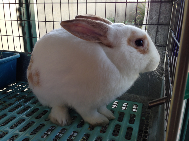 Pets of the Week at the Pasadena Humane Society & SPCA | Pasadena, CA Patch