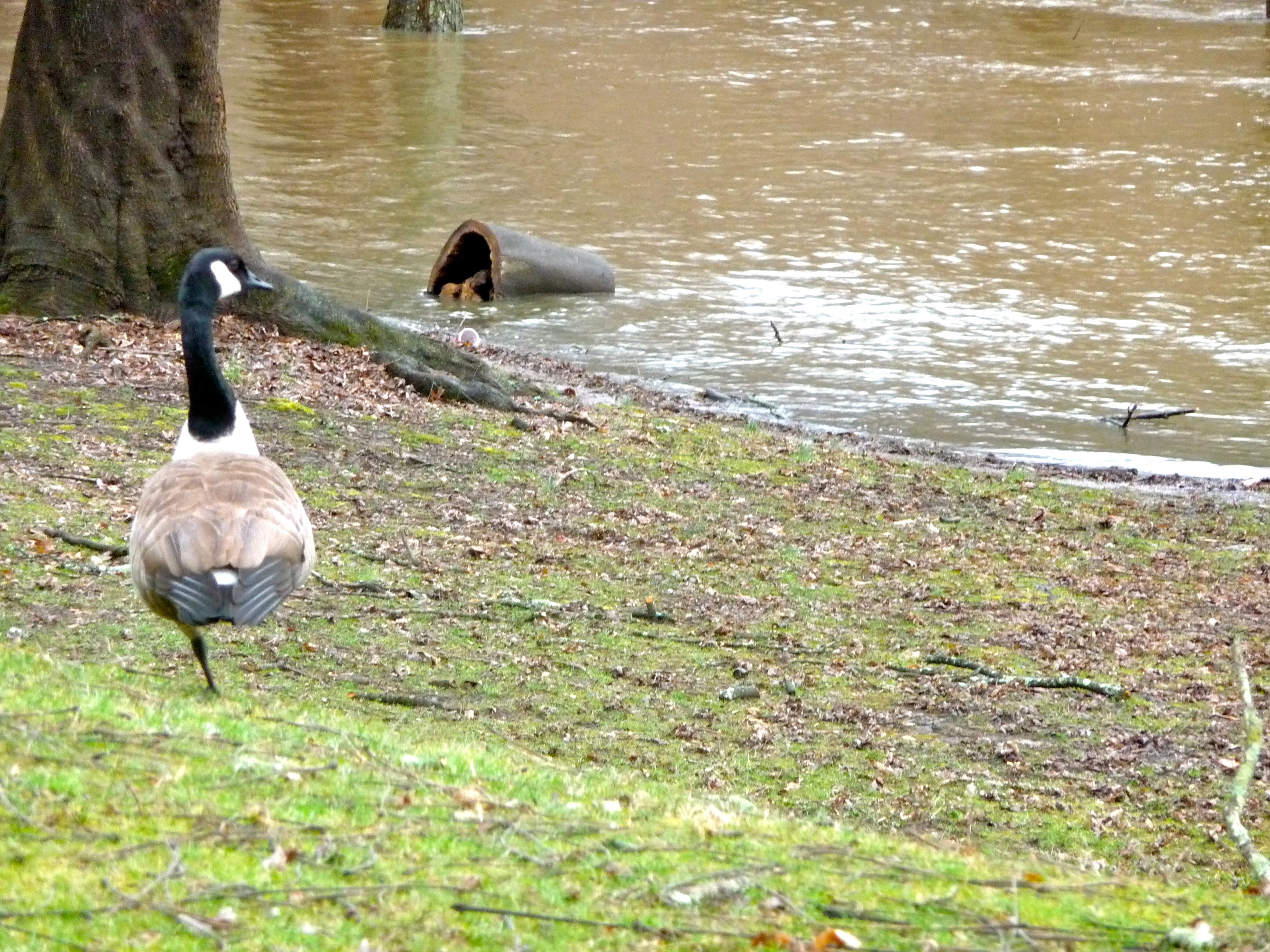 Passaic River Closes Two Bridges | Summit, NJ Patch