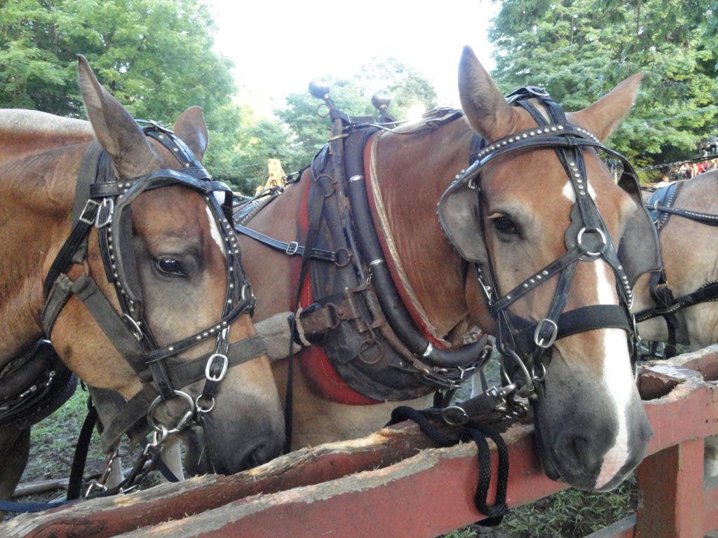 [VIDEO] Scenes From The 111th Annual Hamburg Fair | The Lymes, CT Patch