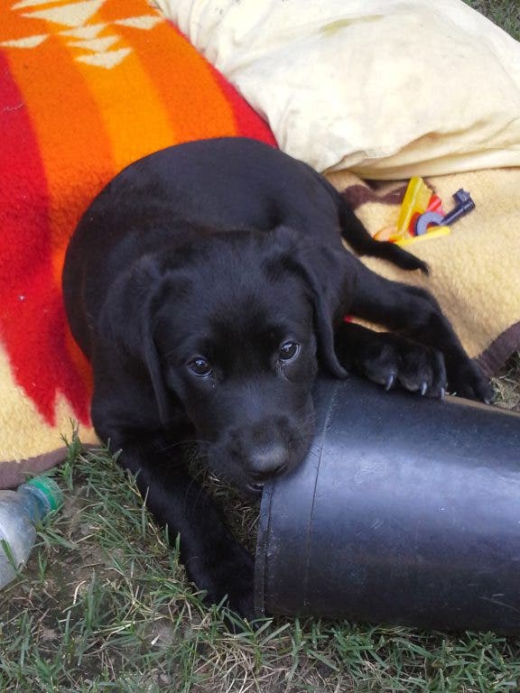 AKC Registered Black Lab Puppies for sale Norcross, GA Patch