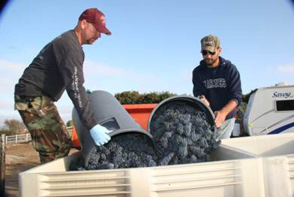 Grape Harvesting: A Community Affair | Ramona, CA Patch