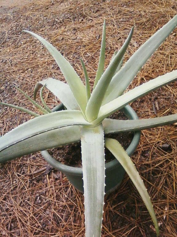 The Aloe Vera Plant | Oconee, GA Patch