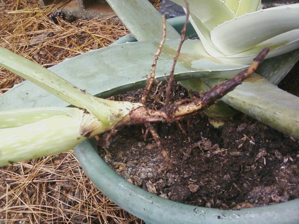 The Aloe Vera Plant | Oconee, GA Patch