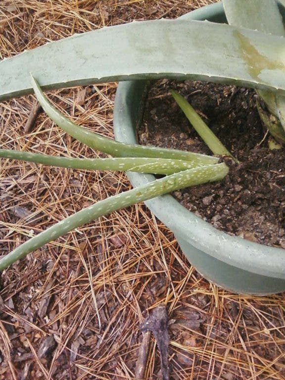 ovatifolia agave Agave ovatifolia Orca