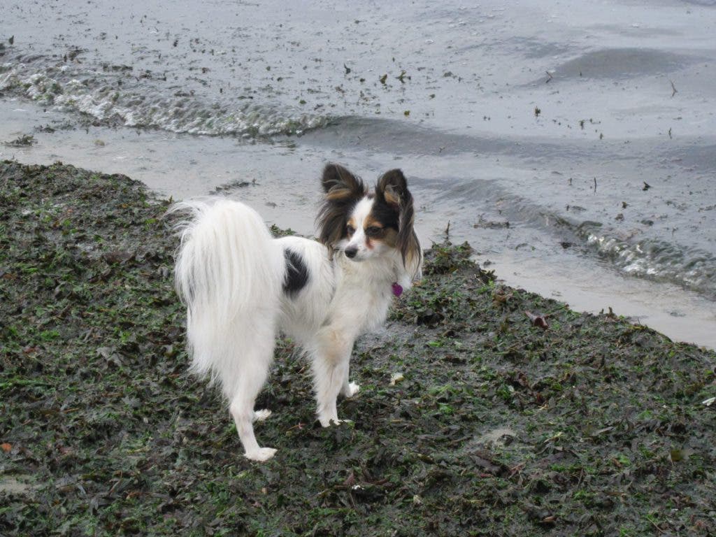 Dog Still Missing | El Cerrito, CA Patch