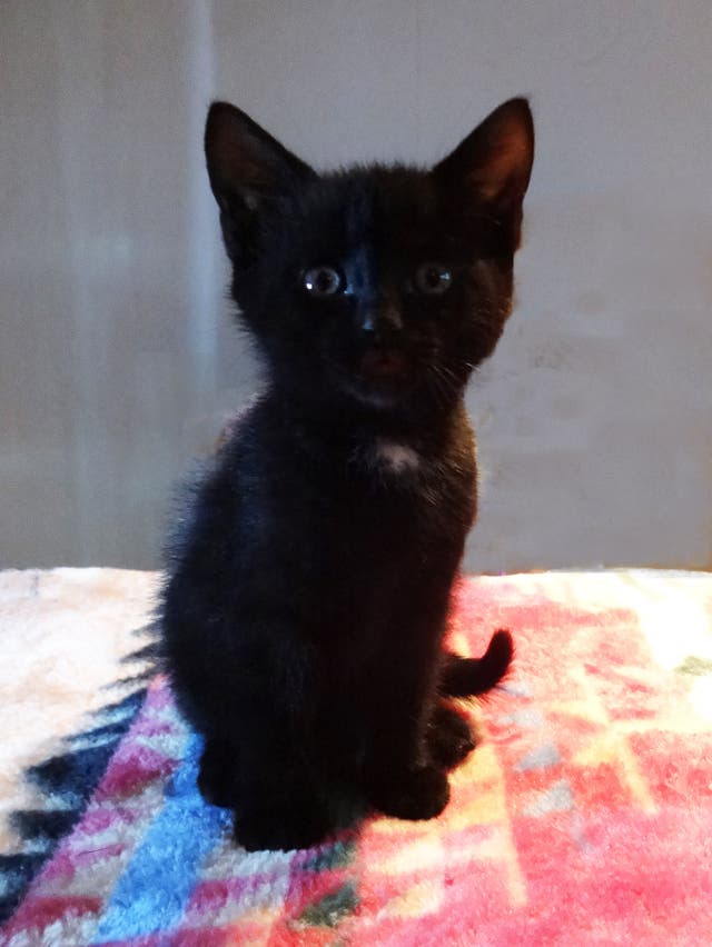 Meet and Greet Adoptable Cats and Kittens! Chelmsford, MA Patch