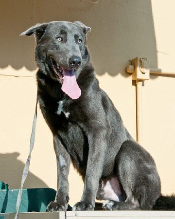 Wolf Dog Lab Mix