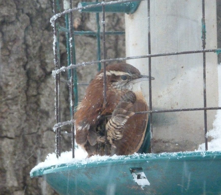 Backyard Bird Feeder Birds The Carolina Wren East Brunswick