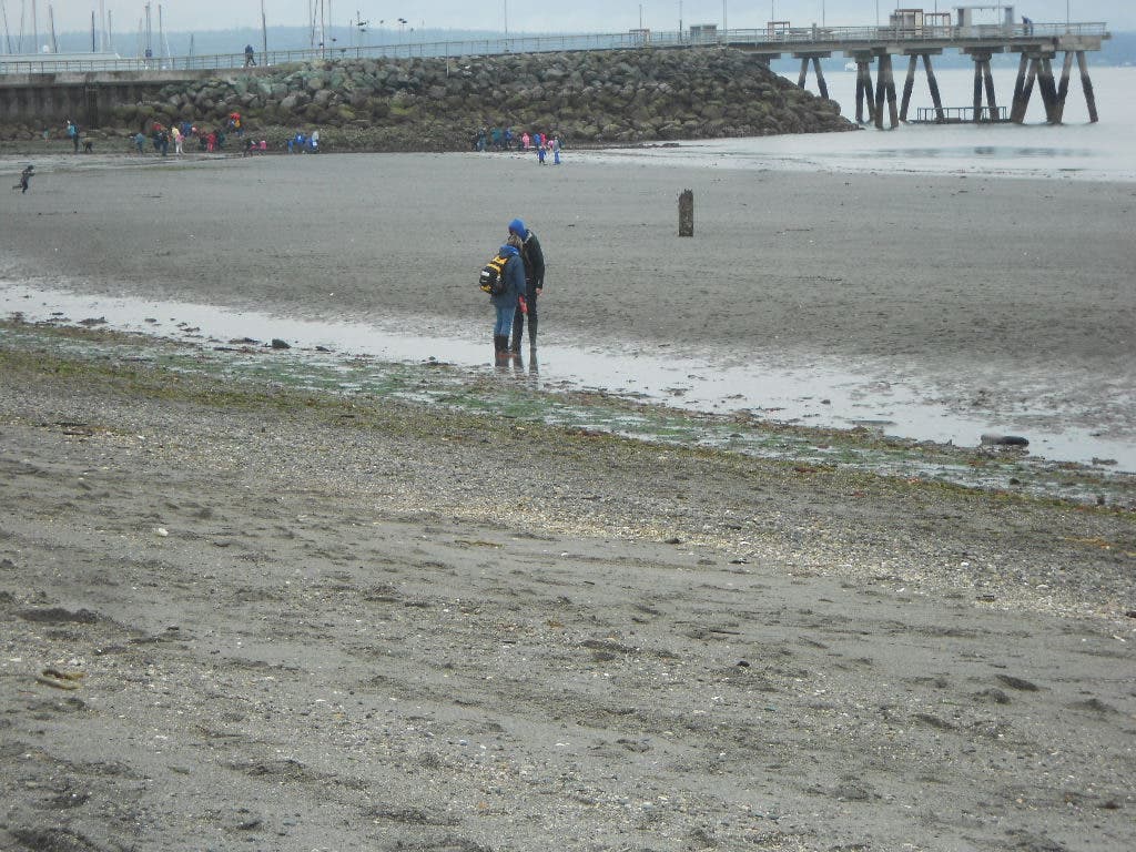 Low, Low, Low Pictures of Tuesday's 3.75 Tide in Edmonds Edmonds