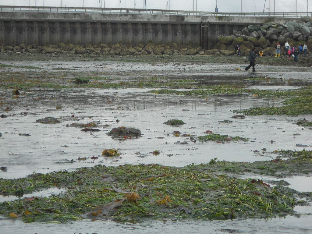 Low, Low, Low Pictures of Tuesday's 3.75 Tide in Edmonds Edmonds
