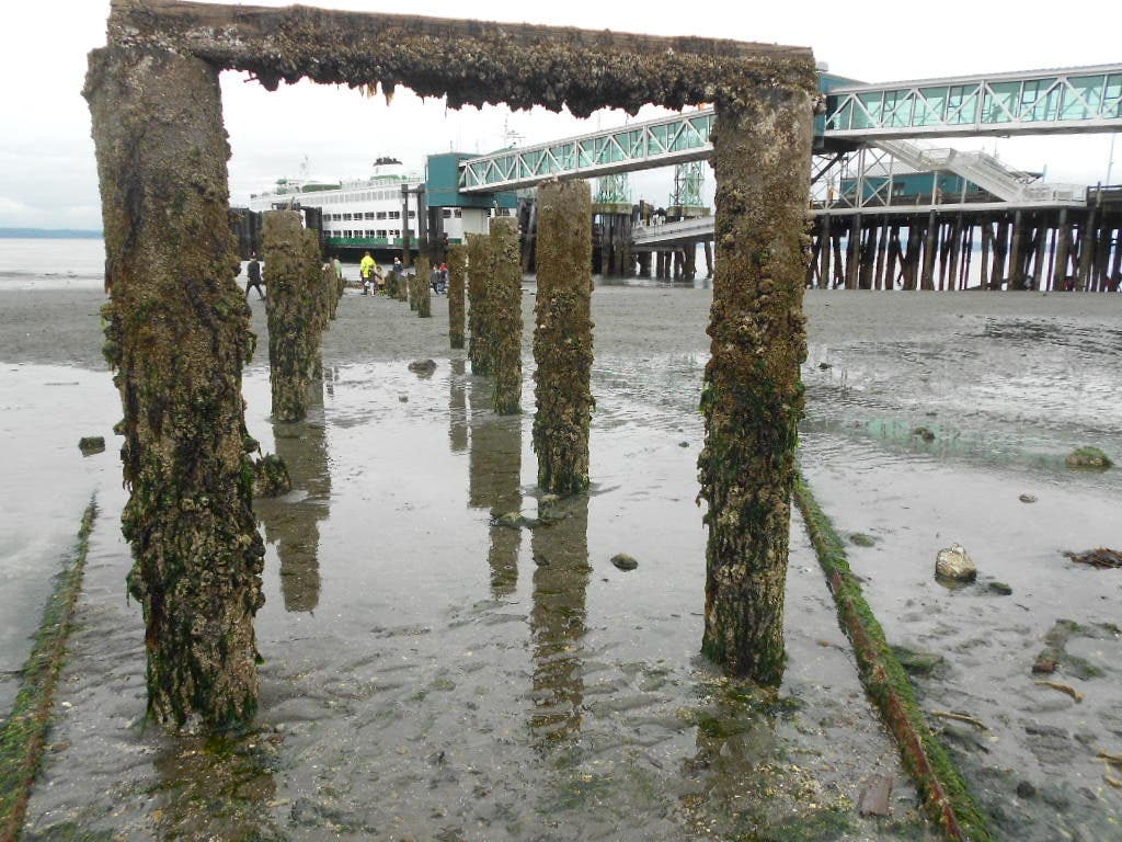 Edmonds Tide Low, Low, Low: Pictures of Tuesday's -3.75 Tide in Edmonds | Edmonds ...