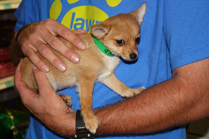 Twins Catcher Drew Butera Visits Animal Humane Society | Golden Valley ...