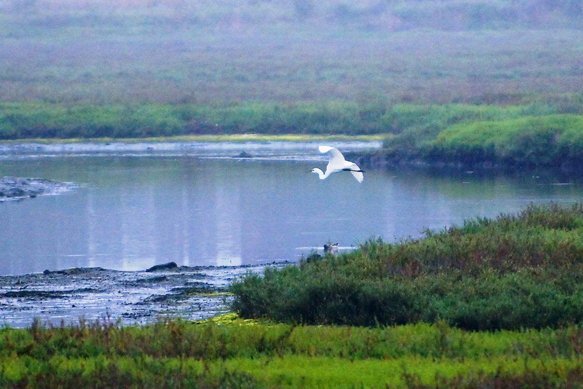 Bird Walk at the Agua Hedionda Lagoon | Carlsbad, CA Patch