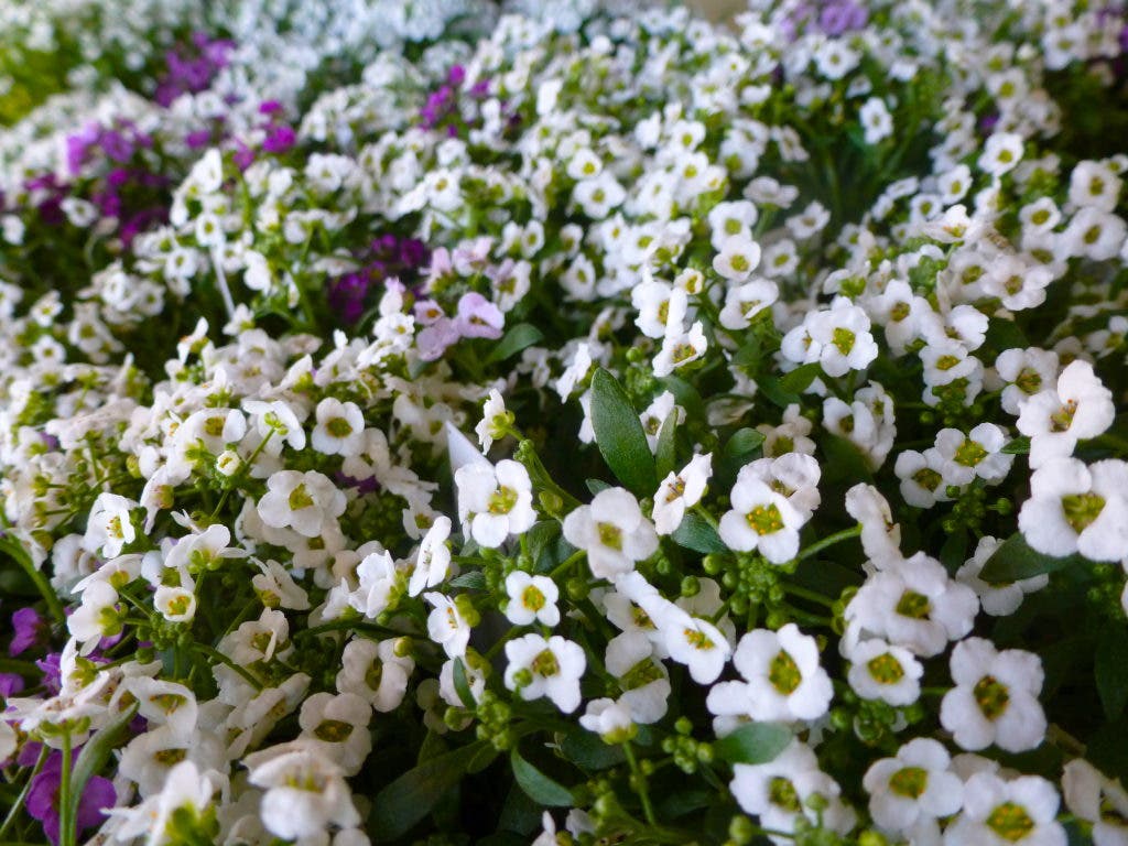 Colors of Spring Emerge in Sharon