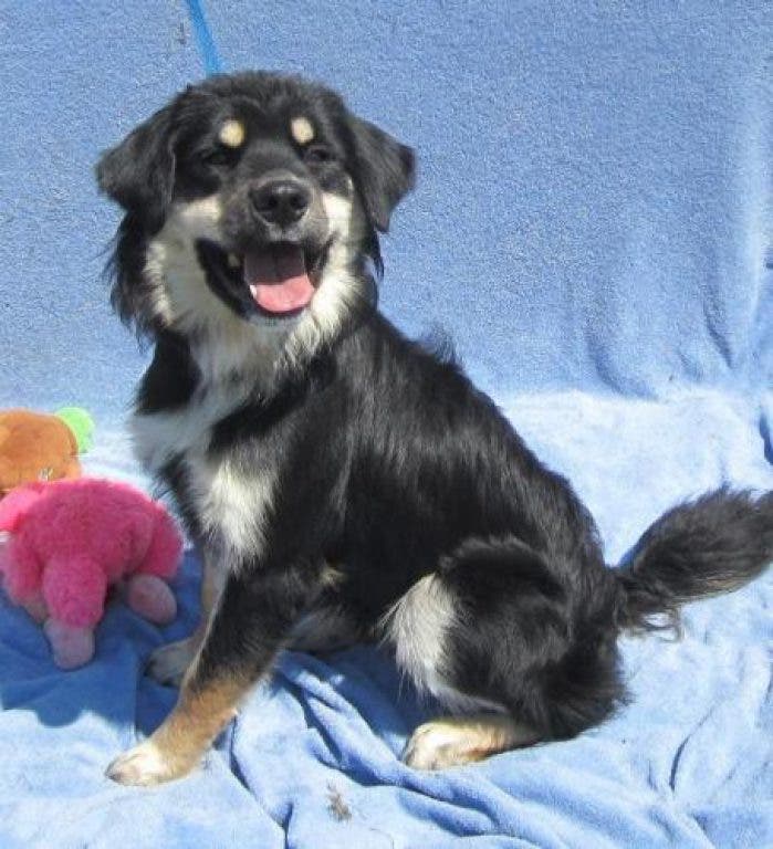 Pet of the Day: Johsnos