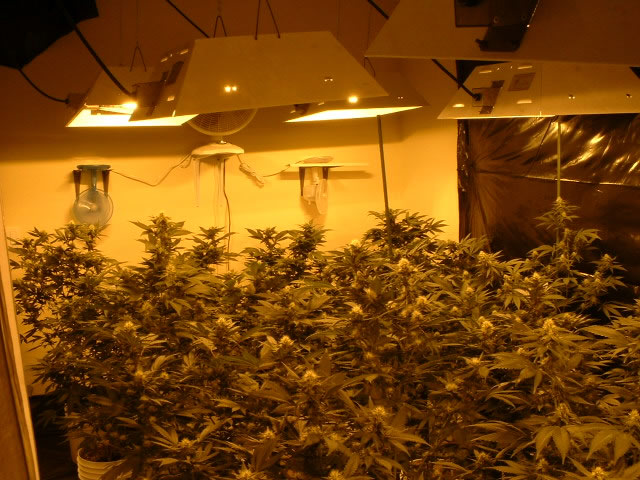 Assault Arrests Lead To Discovery Of Marijuana Grow