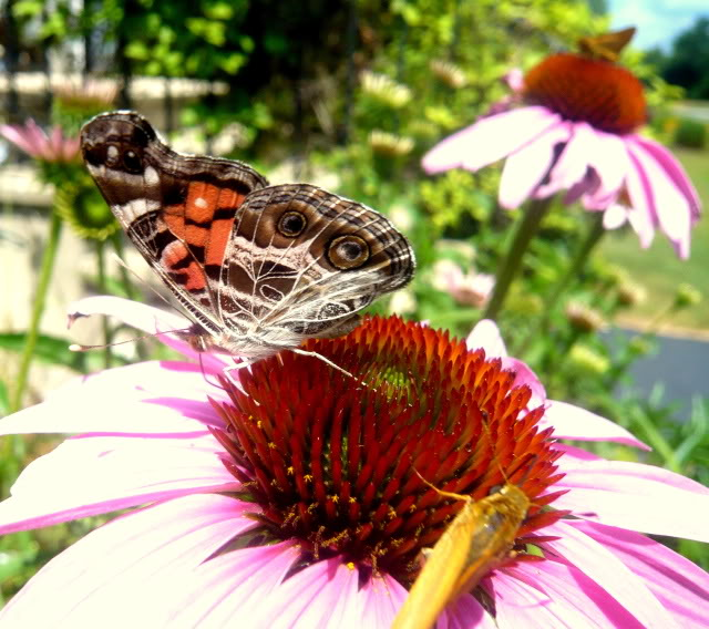 Best Native Plants for Full Sun from West Cook Wild Ones
