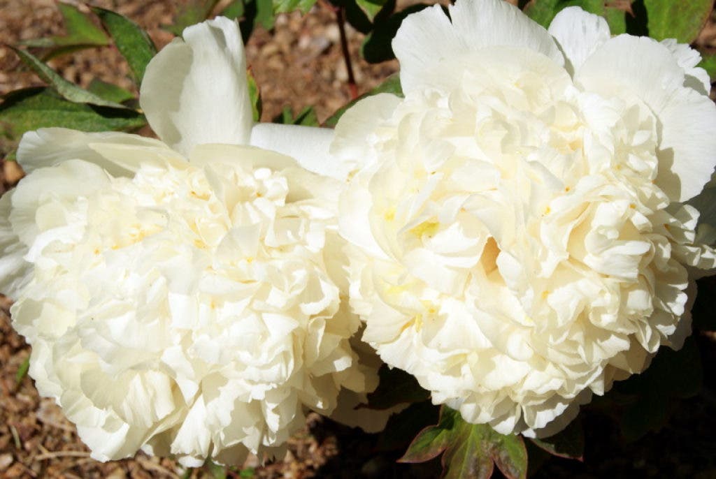 In Bloom Chateau Charmarron Peony Gardens Milpitas Ca Patch