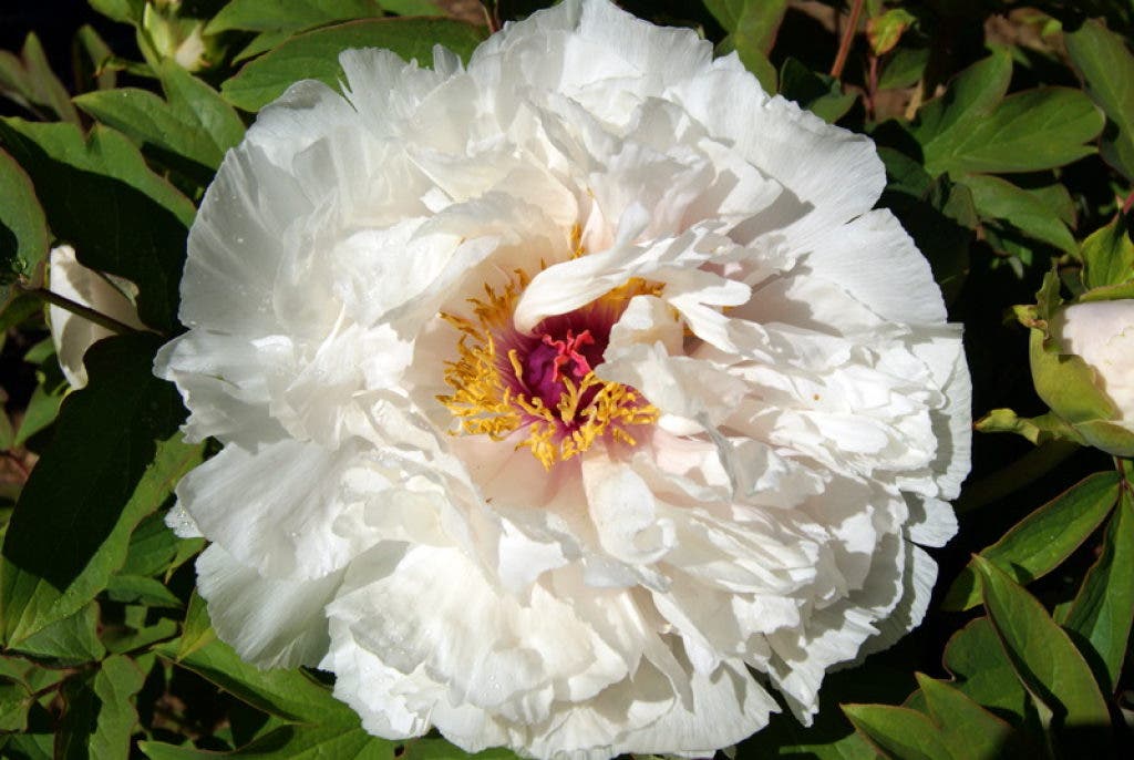 In Bloom Chateau Charmarron Peony Gardens Milpitas Ca Patch
