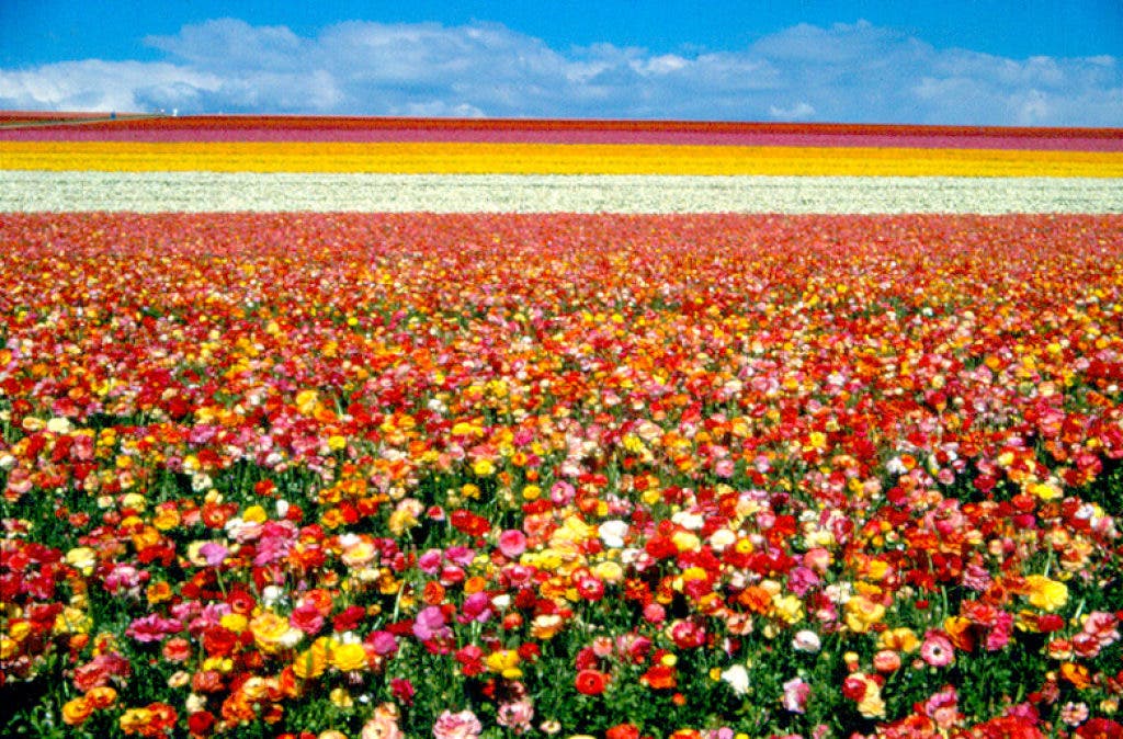 Carlsbad Flower Fields Open March 1 | Carlsbad, CA Patch