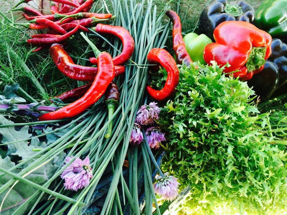 FARM FRESH VEGETABLES FROM FREMONT FARMER! Fremont, CA Patch