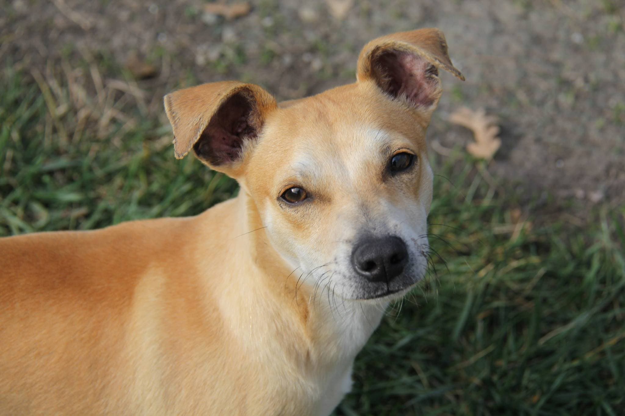 FOUND DOG IN DUBLIN ON 01/09/15! Dublin, CA Patch