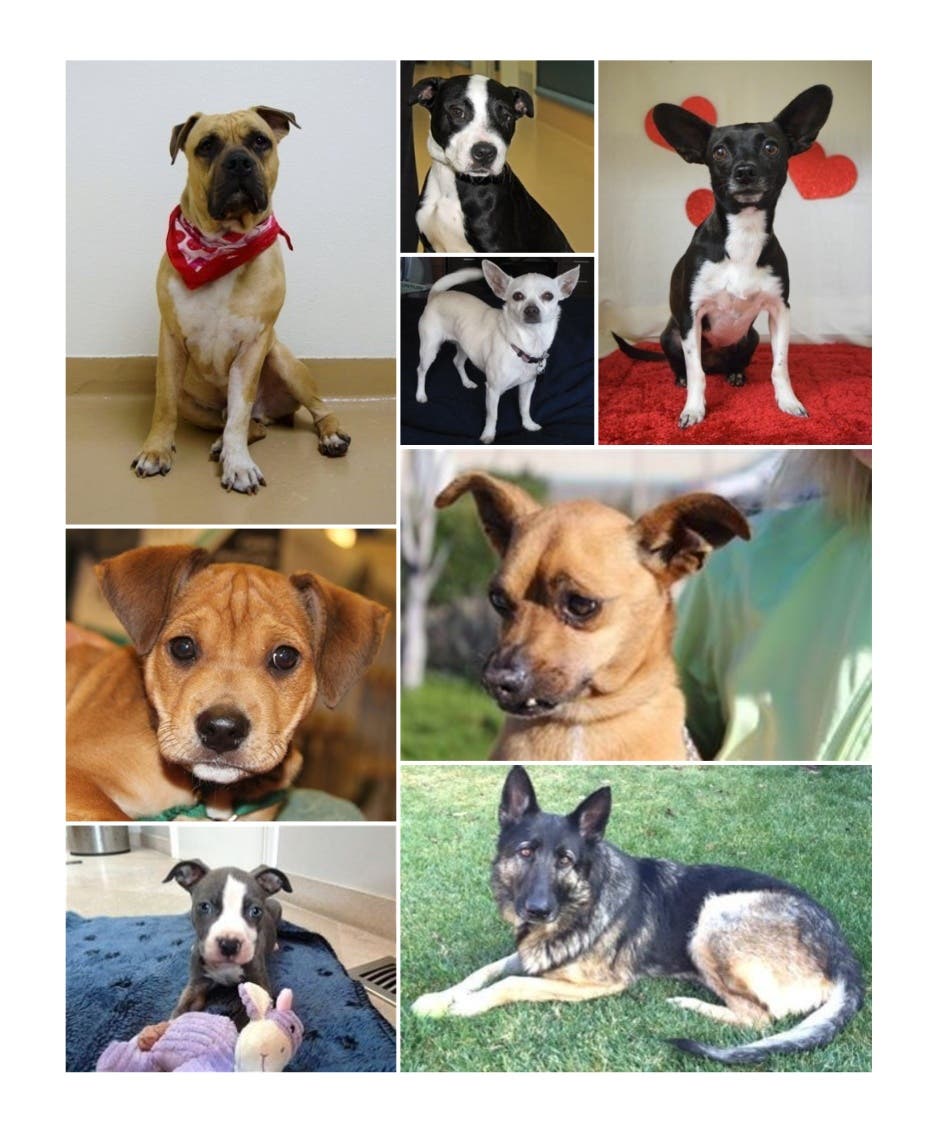 adoption events near me tomorrow