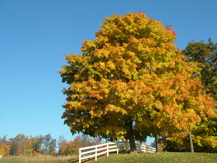10 Best Trees for Brilliant Fall Color Chesterfield, MO