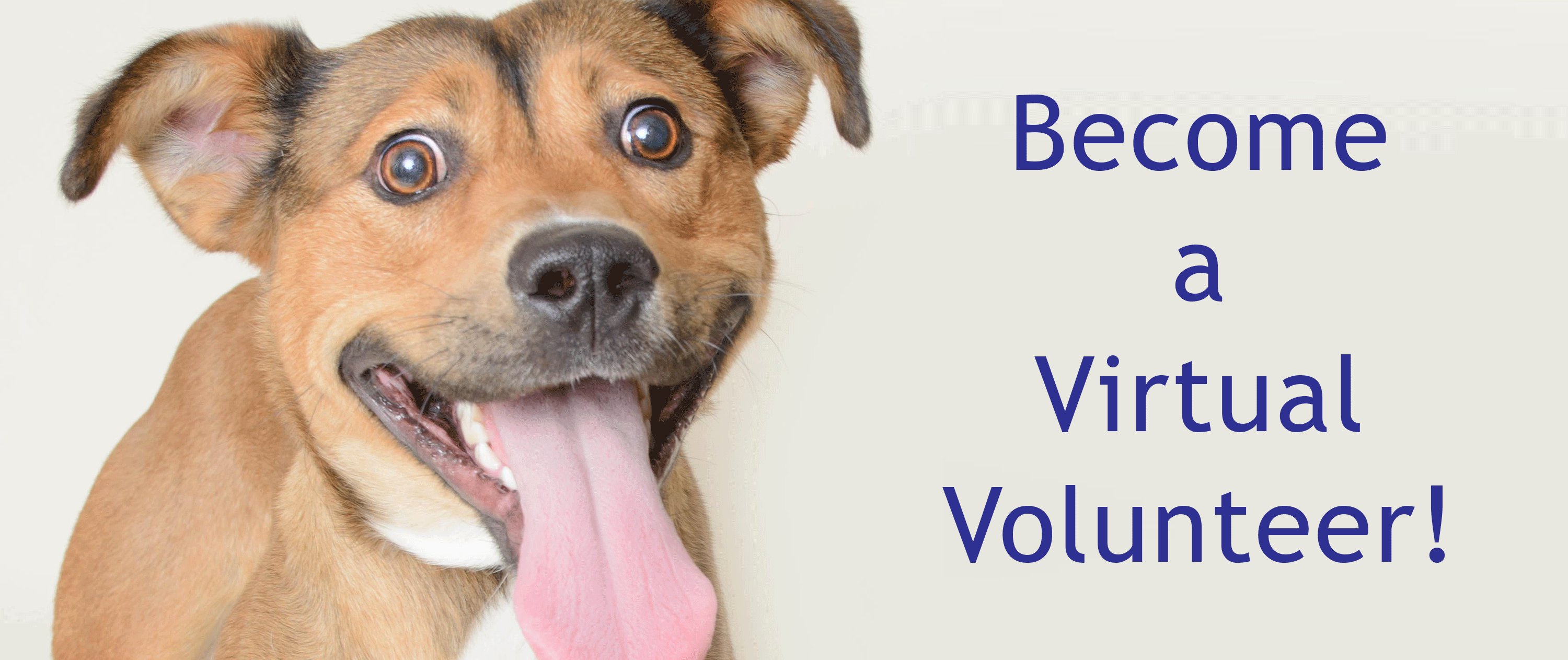 a Virtual Volunteer for the Wyandotte Animal Shelter Wyandotte