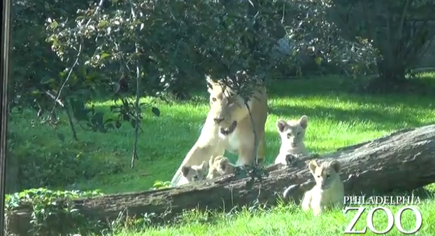 African Lion Cubs Make Their Debut at Philadelphia Zoo | Media, PA Patch