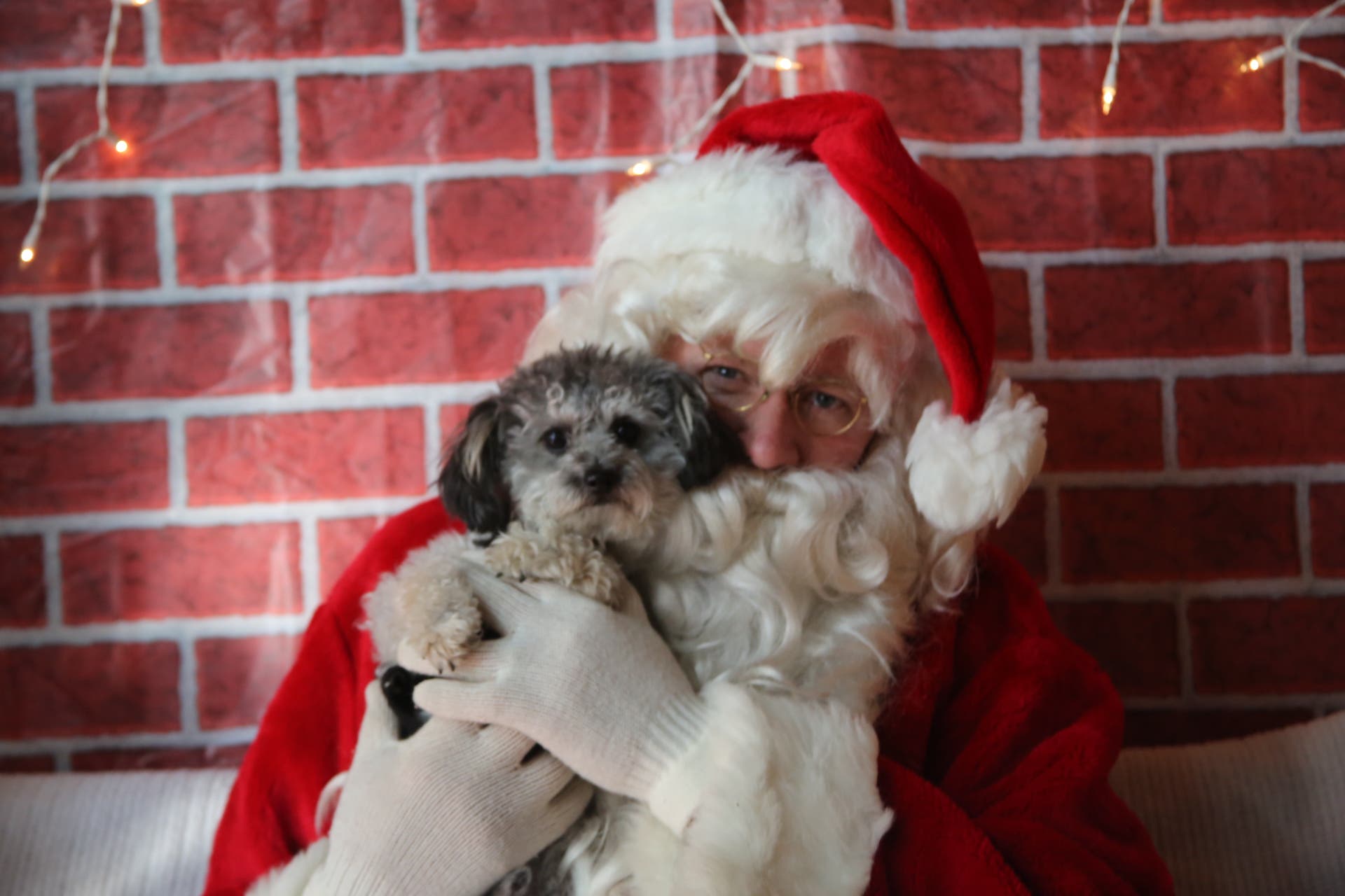 Heartland Animal Shelter offers photos with Santa Paws Dec. 6 ...