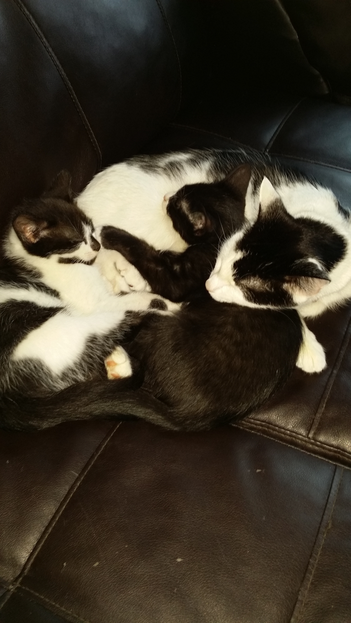 kittens free to good home Newtown, CT Patch