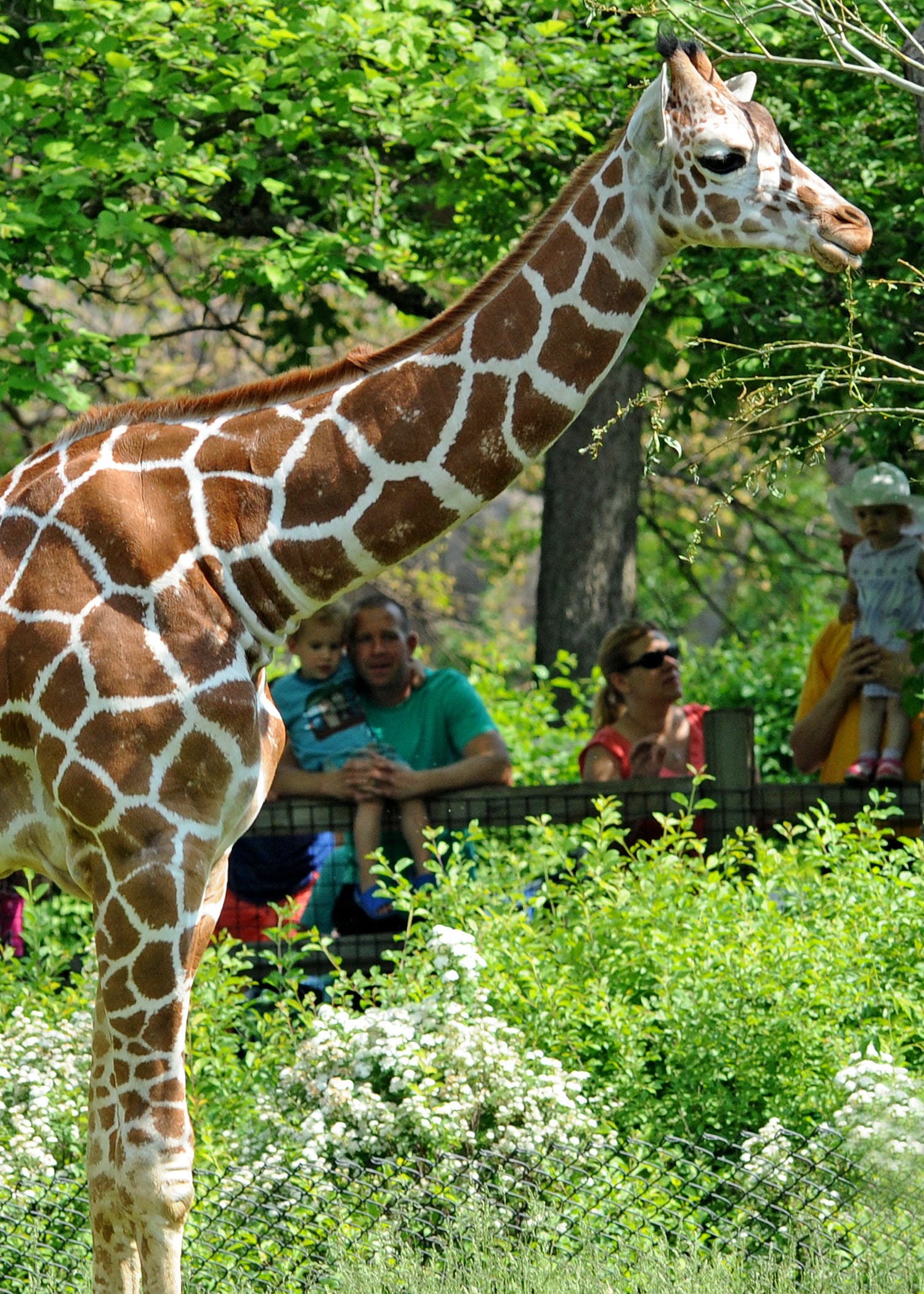 Brookfield Zoo to Celebrate World Giraffe Day, Giraffe Birthday | La ...