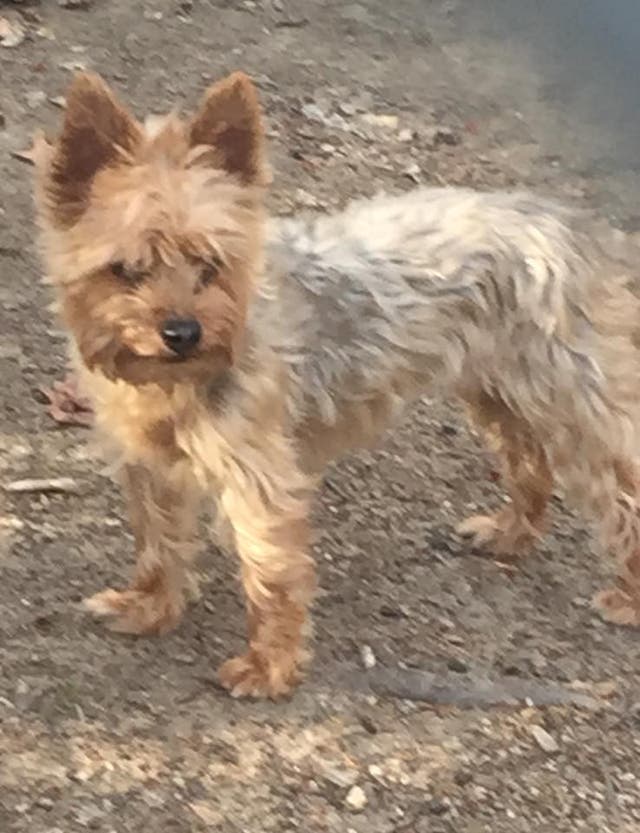 Is This Your Dog? Lost Dog is at the Oxford Animal Shelter Oxford, CT