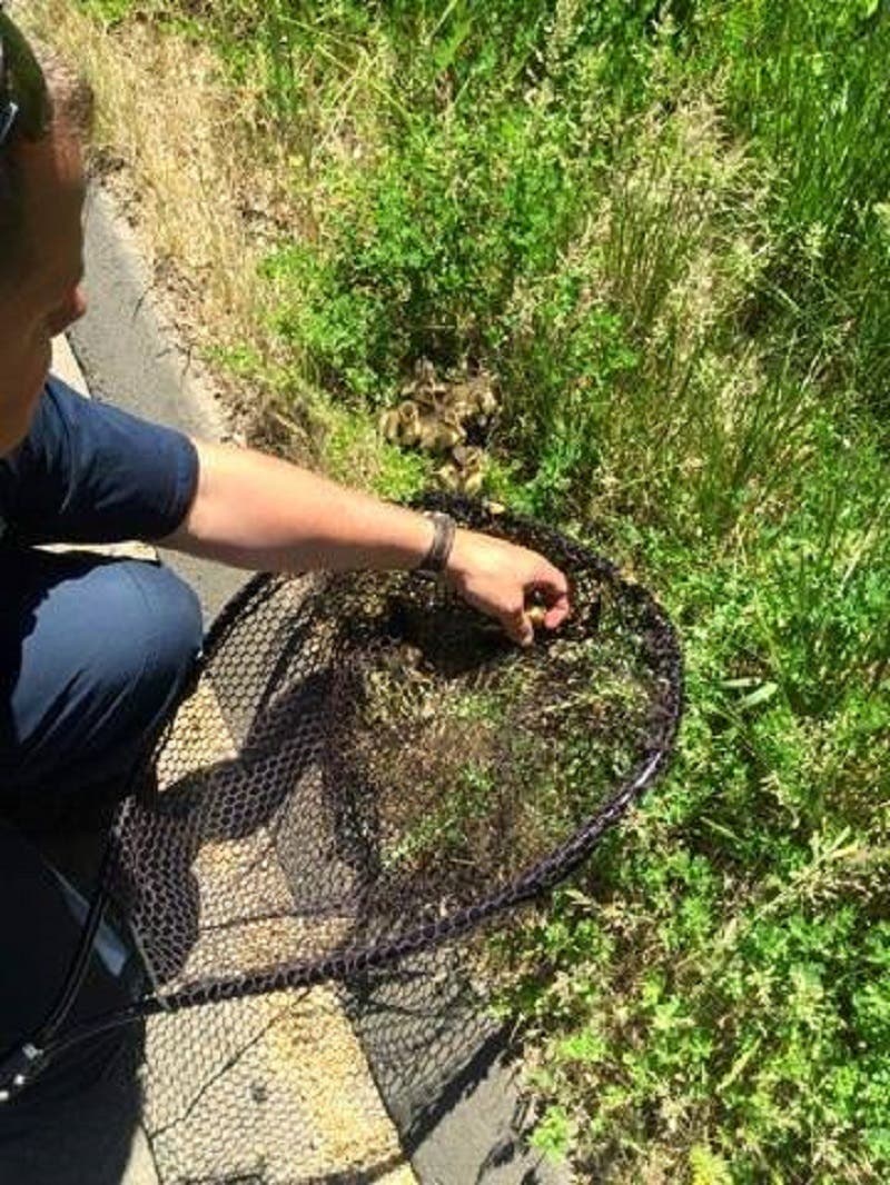 PHOTOS: Wallingford Firefighters Rescue Baby Ducks | Wallingford, CT Patch