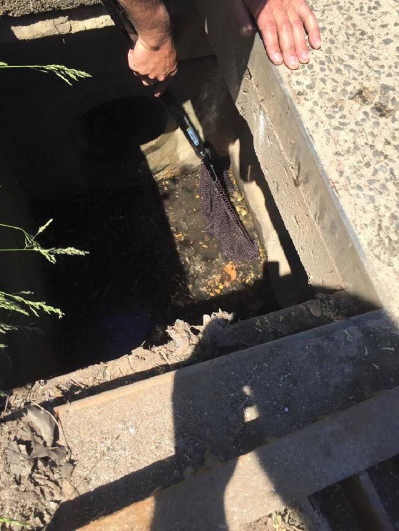 PHOTOS: Wallingford Firefighters Rescue Baby Ducks | Wallingford, CT Patch