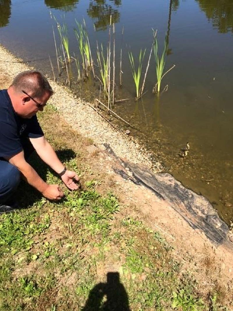 PHOTOS: Wallingford Firefighters Rescue Baby Ducks | Wallingford, CT Patch