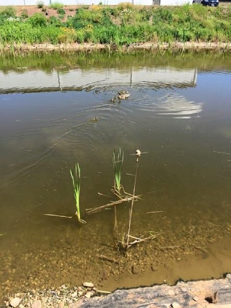 PHOTOS: Wallingford Firefighters Rescue Baby Ducks | Wallingford, CT Patch