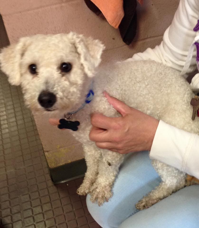 West Hartford Animal Control Seeks Owner For Dog Struck By Car | West ...