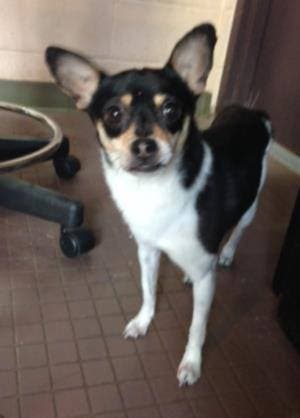 West Hartford Animal Control Seeks Lost Dog's Owner | West Hartford, CT ...