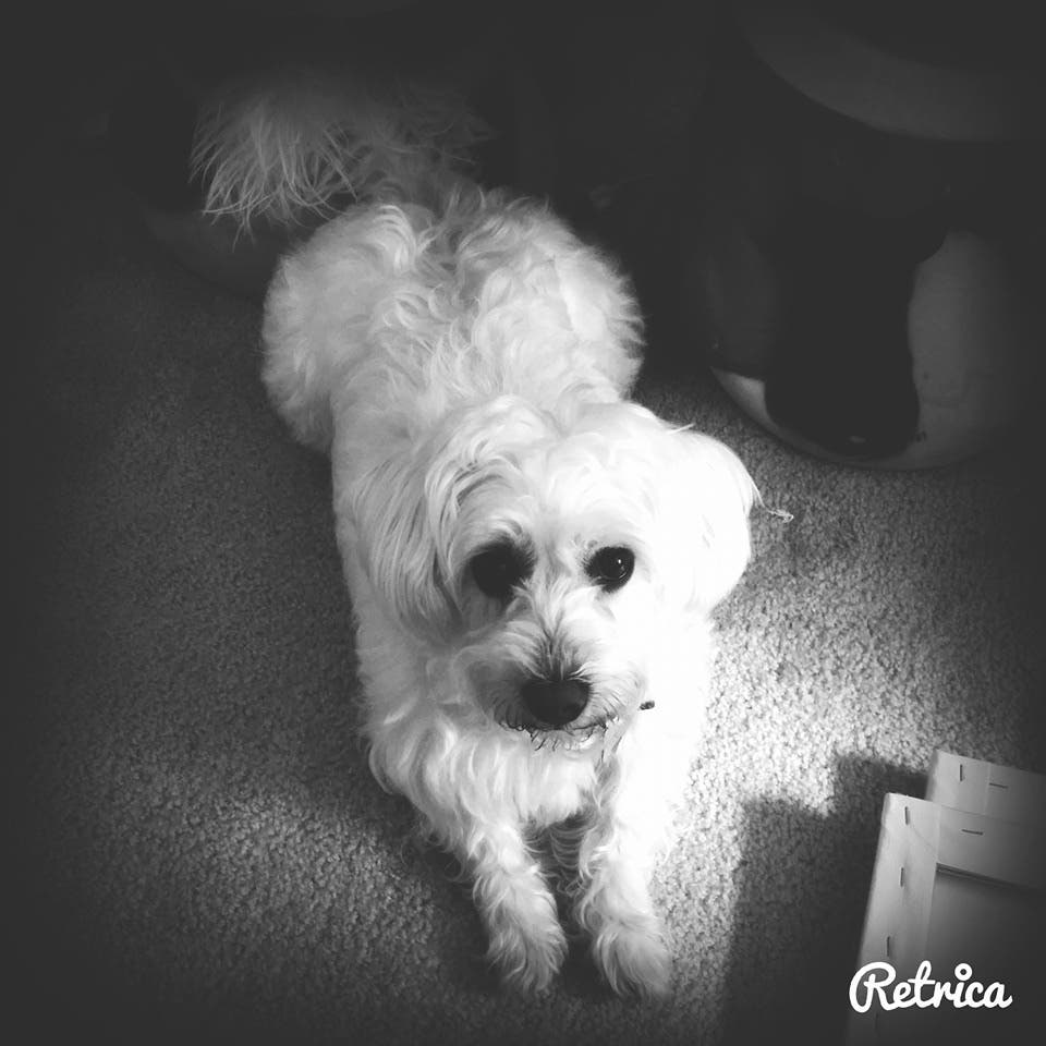 UPDATE FOUND! Let's Help Find Halo, A Missing BichonMaltese From Toms River Toms River, NJ Patch