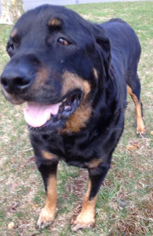 Superstorm Sandy Survivor Dog Bruno Celebrates 3 Year Anniversary At New Home Long Beach NY Patch